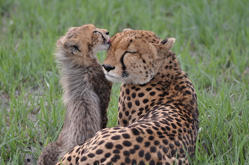 A cute cheetah cub licking the head of a cheetah on a grassy field