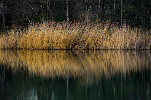 Tall swamp grasses swaying in the wind contrasting colors of the deep blue lake.