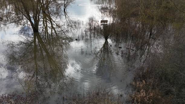 istock a pond with trees in it near some brush and water 2045279095