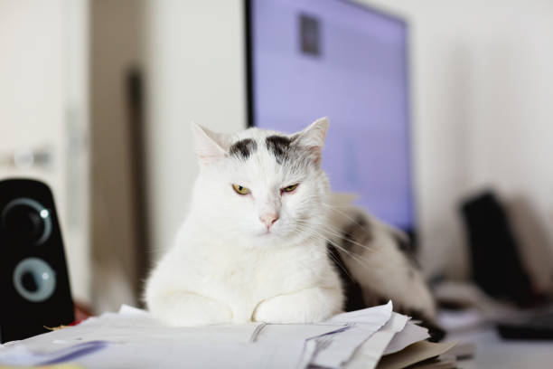 White cat with black spots sitting on untidy desk, making himself comfortable