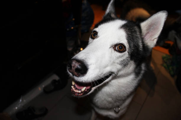 A happy Siberian husky smiling