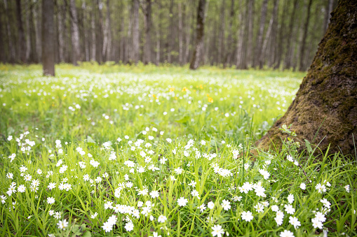 Background with a sunny forest green glade with white primroses and small flowers. Freshness and happiness concept. Lots of sun and light. Spring forest.