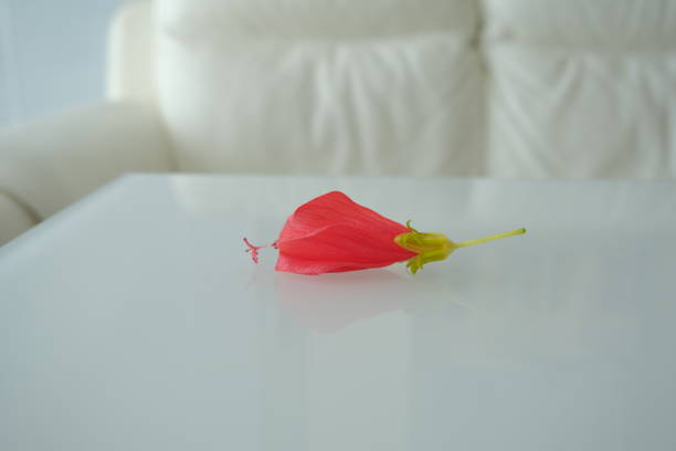 red flower on white background. red flower on a white table. red and white color