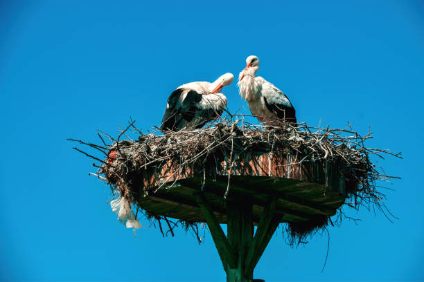 istock Storks nesting in the village of Eskikaraagac, Bursa 2045322890