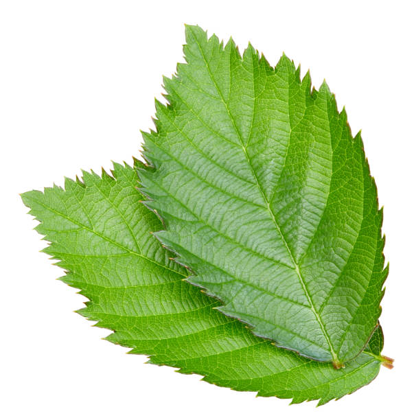 istock Blackberry leaves isolated on white 2045325683