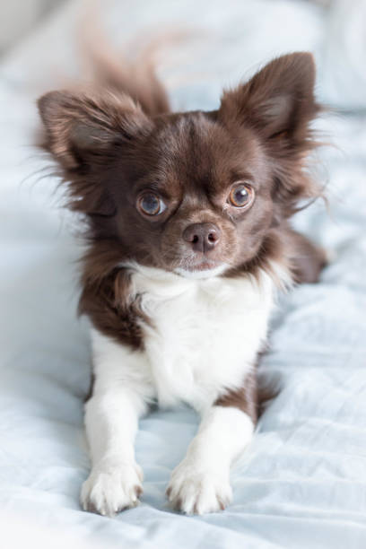 In this charming photo, a relaxed Chihuahua peacefully naps. The small dog rests comfortably on a blue blanket, its long, brown-and-white fur adding to the cozy scene. With half-closed eyes and a serene expression, the Chihuahua exudes calmness and contentment. This delightful capture illustrates the harmony between humans and their canine companions.