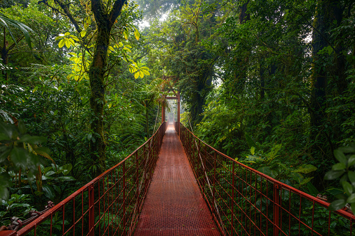 suspension bridge in the tropical rainforest