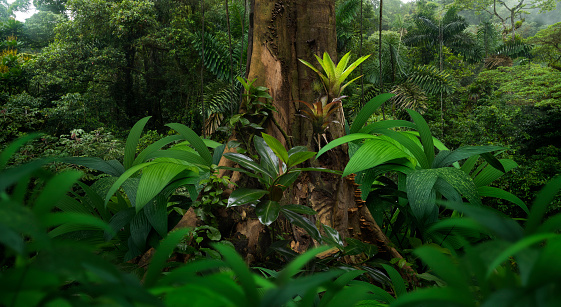 Tropical rain forest with big trees