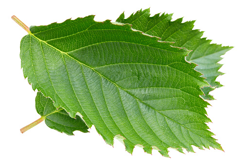 Blackberry leaves isolated on white background. Leaves blackberry Clipping Path