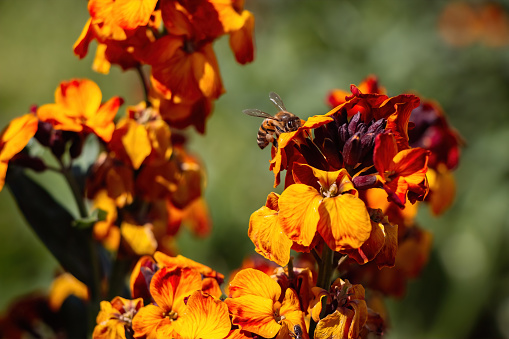 Horizontal high angle extreme closeup photo of a honeybee on the orange petals of a Californian Poppy flower growing in a garden in Spring. Armidale, New England high country, NSW. Soft focus background.