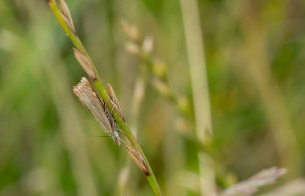 Brown moth on a blade of grass in the UK.