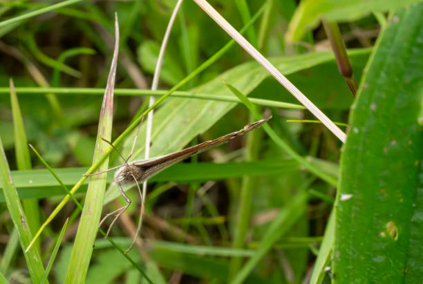 Brown Argus butterfly on blades of grass.