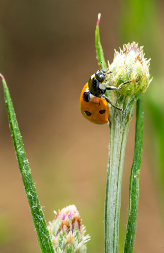 Ladybird on a cornflower stem.