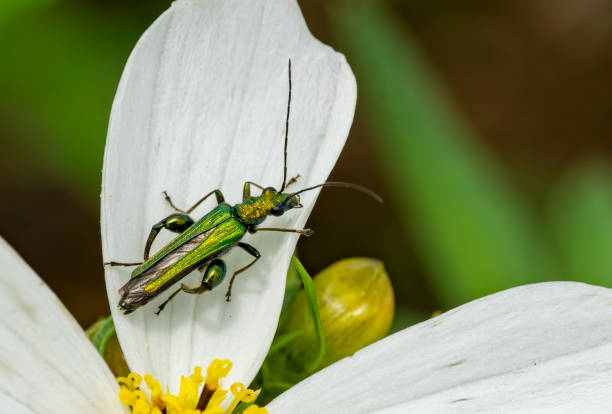 White Cosmos flower with a bright metallic green beetle, Oedemera nobilis.