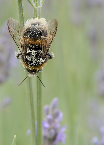 Lavender flower spikes with a bumblebee covered in pollen on a stem.