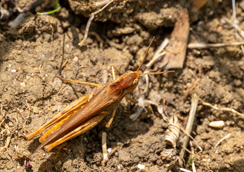 Brown grasshopper on bare soil in a Huntingdon nature reserve.