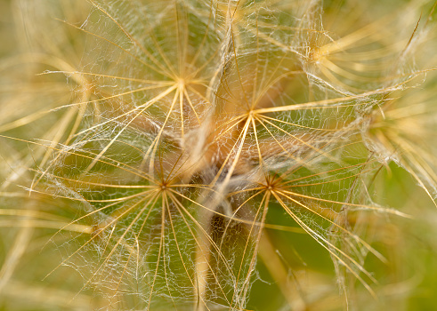 Dandelion seedhead in extreme close-up.