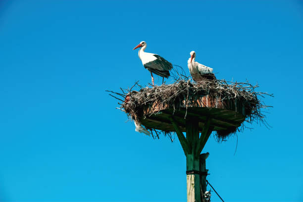 istock Storks nesting in the village of Eskikaraagac, Bursa 2045361915