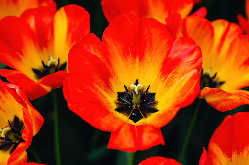 Colorful tulip field with selective focus