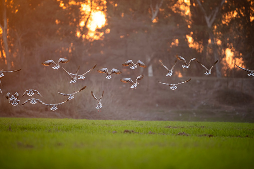 Flock of greylag goose landing in wheat fields in Sunset