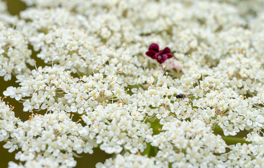 Small fly on the head of a white wildflower.