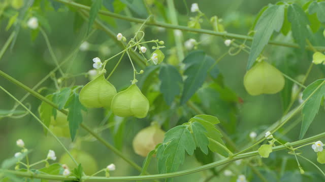 Balloon vine is a climbing plant widely distributed across tropical. Is herb diuretic and is used to treat rheumatism.