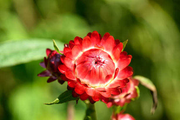 Red Straw flower or Everlasting flower (Xerochrysum bracteatum) blossom in a garden