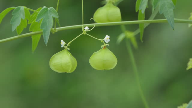 Balloon vine is a climbing plant widely distributed across tropical. Is herb diuretic and is used to treat rheumatism.