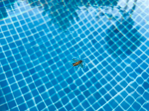 istock A little bee fell into the water. 2045387795