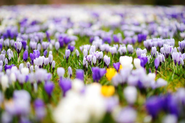Blooming crocus flowers in the park. Spring landscape. Beauty in nature