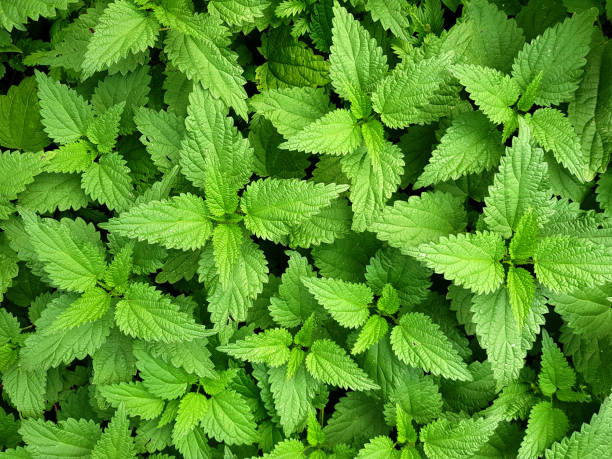 istock Nettle green leaves (urtica dioica) Top view botanical background. 2045389979