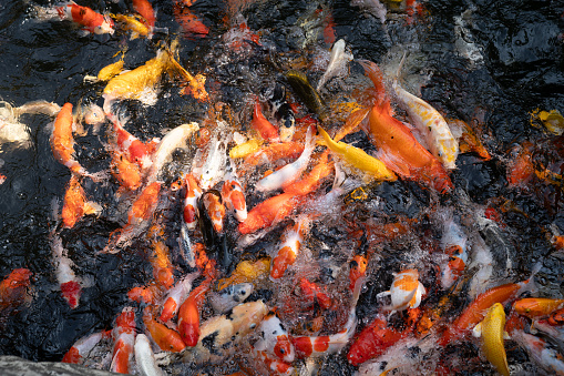 A large school of Koi fish cluster together.