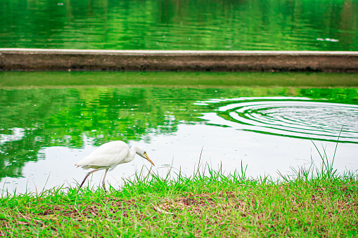 White pelican walk at park in Thailand.