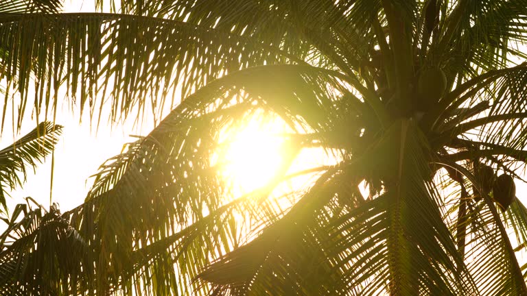 sunset silhouette palm tree sky summer mood.