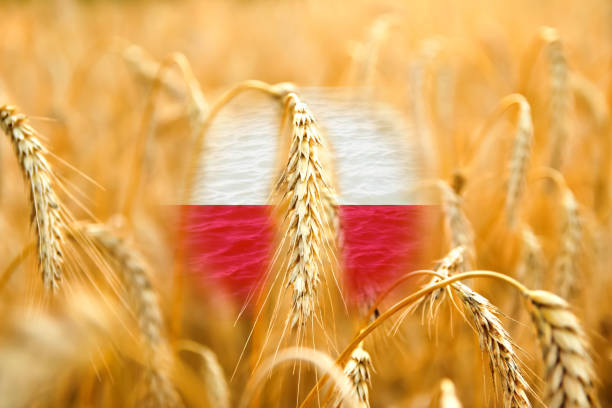 Farmers protest in Poland. Warsaw protest. Wheat background.