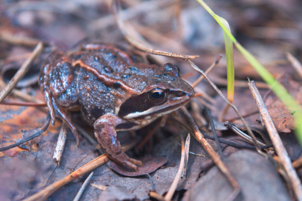 The wood frog Lithobates sylvaticus or Rana sylvatica) has a broad distribution over North America, extending from the Boreal forest of Canada and Alaska to the southern Appalachians.