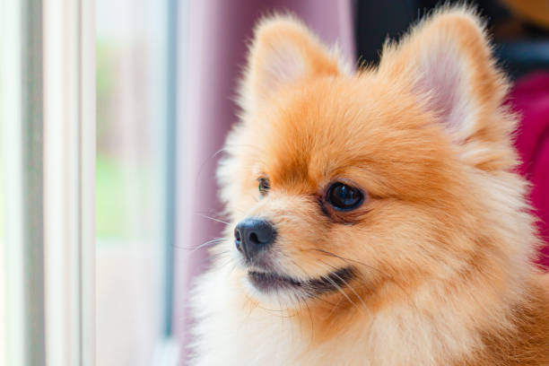 istock Pomeranian dog smile so cute. 2045410935