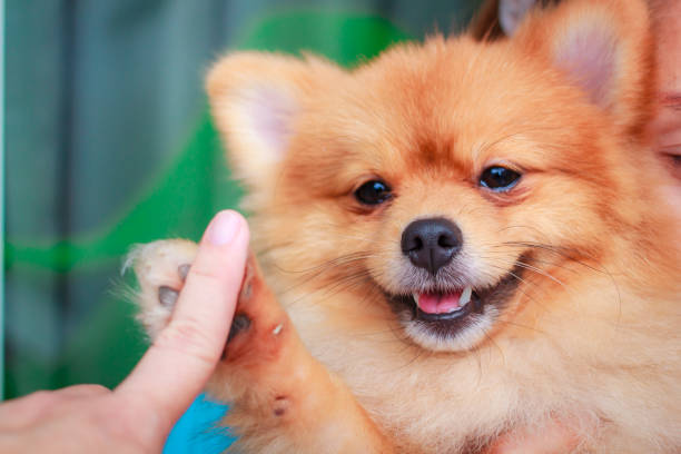 istock Pomeranian dog smile so cute. 2045411464