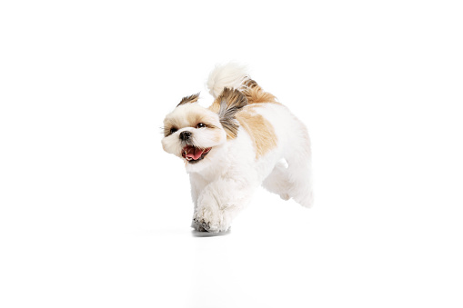 Positive, happy, little purebred shih tzu dog cheerfully running isolated on white studio background. Concept of domestic animals, pet friends, vet, care