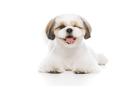 Winking. Little, cute, smilign purebred shih tzu dog with one eye close lying with tongue sticking out isolated on white studio background. Concept of domestic animals, pet friends, vet, care