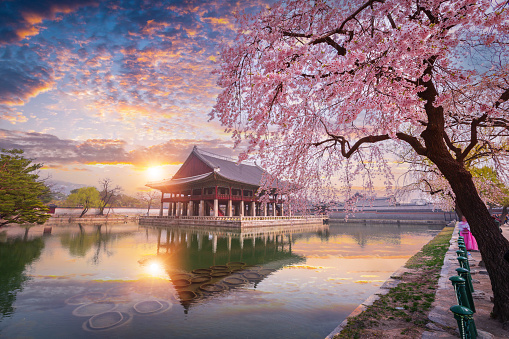 Gyeongbokgung palace in sunset with cherry blossom tree in spring time in Seoul, South Korea.