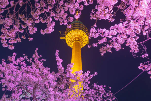 istock Daegu landmark and cherry blossom trees in spring.This area is a popular cherry blossom viewing spot in Daegu, South Korea. 2045465460