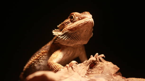 istock Bearded Dragon Enjoying Time Under the Light 2045467613