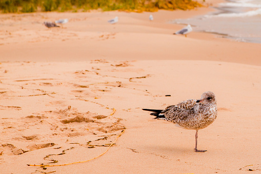 A peaceful juvenile seagull stands gracefully on one leg on a serene beach in Empire, Michigan. The tranquil ocean waves and distant seagulls create a serene seaside ambiance, perfect for nature and wildlife enthusiasts.