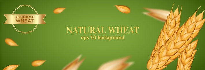 Wheat banner. Realistic Oat grain isolated on green background, bekary advertising. Ears of rye for decoration, flour packaging design. Agricultural organic object. Vector realistic illustration
