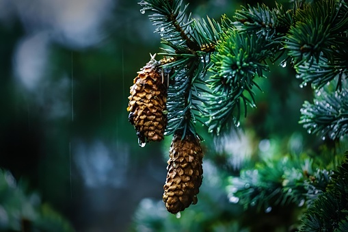 A closeup shot of pine cones hanging from tree branch in forest during rain