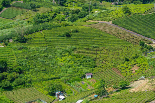 istock Tea plantation in the sky (Ibigawa Town, Gifu Prefecture). 2045523927
