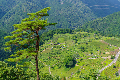 Tea plantation in the sky (Ibigawa Town, Gifu Prefecture).
This place is called the Machu Picchu of Gifu.