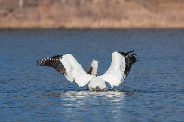 An angelic pelican spreads its wings across blue water.  As the american white  pelican  rises out of the lake it admires the golden brown forest of the morning.