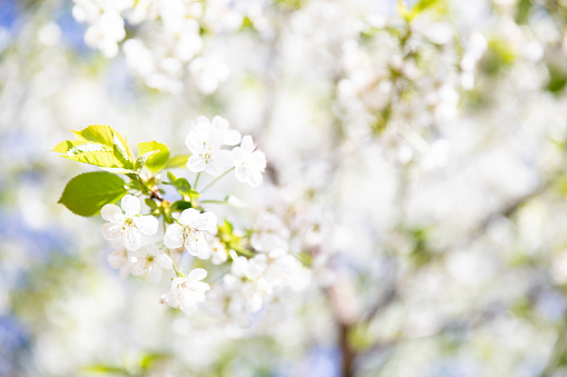 Background with a blur of a blossoming cherry tree on a sunny spring day against a blue sky. Delicate white flowers of the cherry tree. The concept of the arrival of spring and moments of renewal.